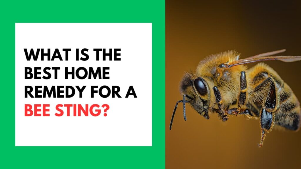 What Is the Best Home Remedy for A Bee Sting?