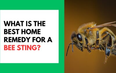 What Is the Best Home Remedy for A Bee Sting? What Is the Best Home Remedy for A Bee Sting?